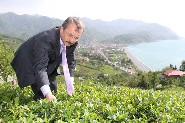 Çaykur 1 sürgün al?mlar?n? tamamlad?