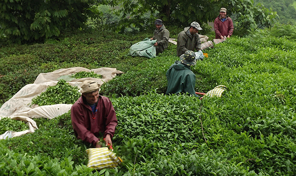 Çay ve Dolar kokusu Gürcistan`a uzandı