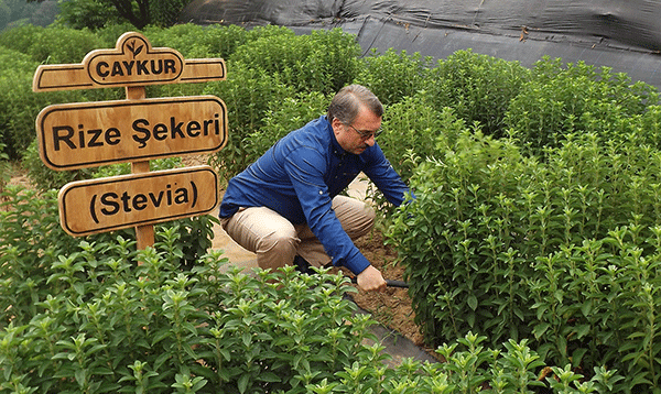 Rize şekeri hasadı yapıldı