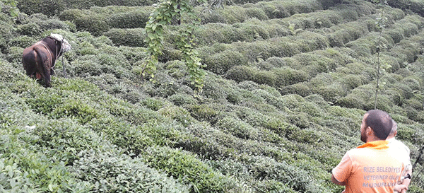 Kurban kaçtı, kasap kovaladı