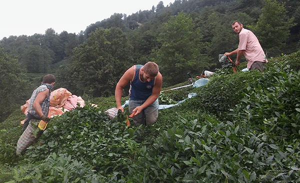 Çaykur Rotar yaptı