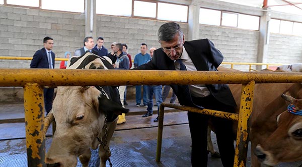 Süt çiftliğine ziyaret