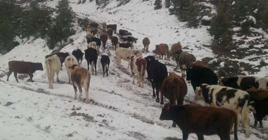 Yaylalar beyaza büründü