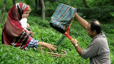 Çay sezonunda sona gelindi