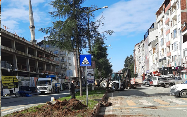 Kuruyan ve Hasta Ağaçların Yerine Yenileri Dikiliyor