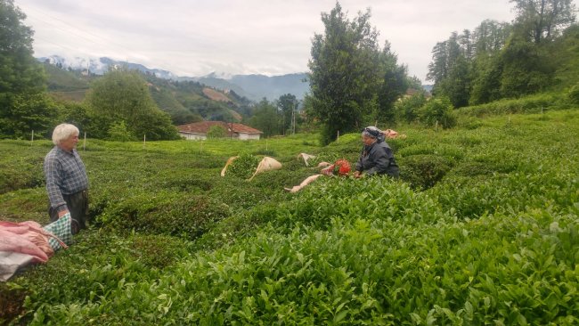 2 sürgün alımları başladı