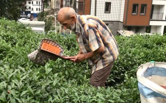 KARALI ÇAY ÜRETİCİYİ MEMNUN EDİYOR