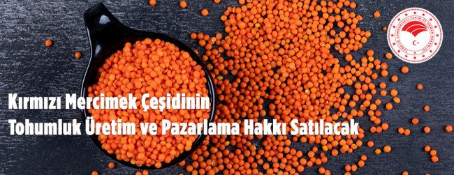 Şanlıbey Kırmızı Mercimek Çeşidine Ait Tohumluk Üretim ve Pazarlama Hakkı Satılacak