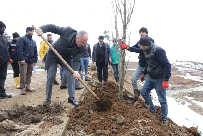 BİNLERCE AĞACI TOPRAKLA BULUŞTURUYOR