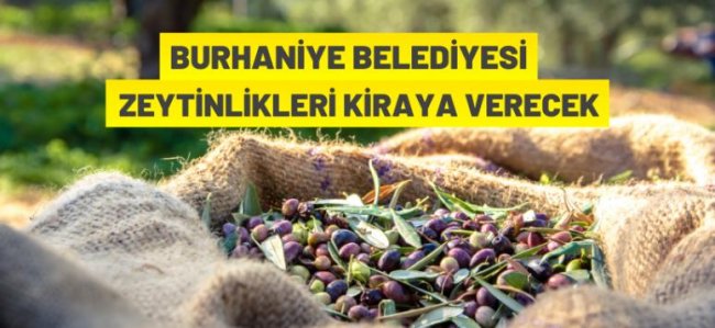 Burhaniye Belediye Başkanlığı zeytinlikleri kiraya verecek