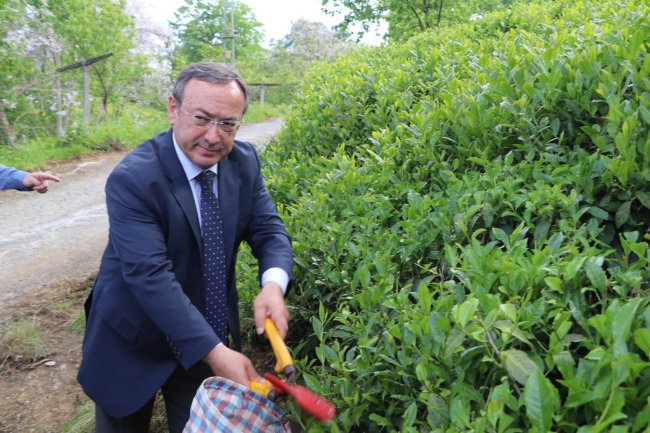 ÇAYKUR ALIMLARA BAŞLADI