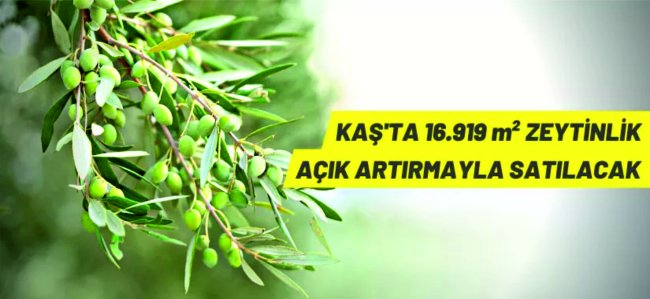 Antalya Kaş'ta 16 bin 919 m² zeytinlik satışa çıkarıldı