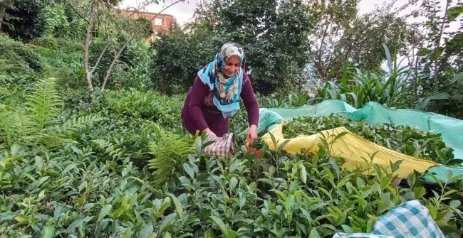 Çaykur çay alımlarını sürdürüyor