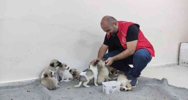 Yavru köpeklere sahip çıktılar