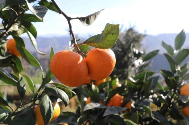 MANDALINA HASADI BAŞLADI