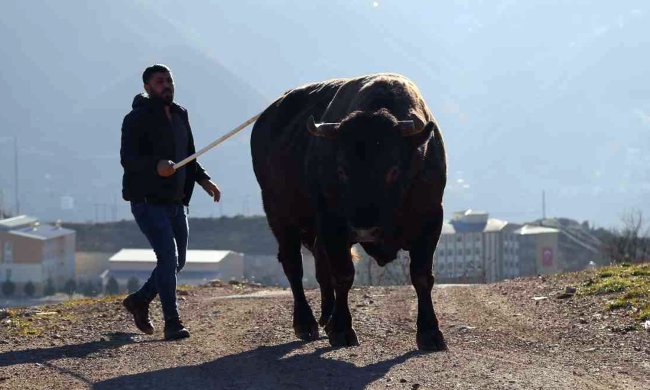 ŞAMPİYON BOĞA 500 BİN TL YE SATILDI