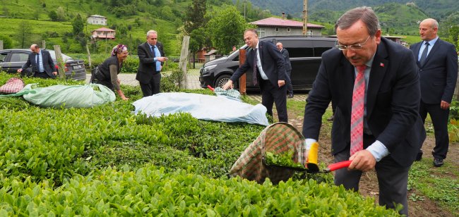 ALIM SEZONU ÇAY BAHÇESİNDE AÇTI