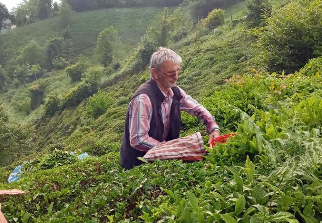 Yaş çay taban fiyatında dengeler değişiyor