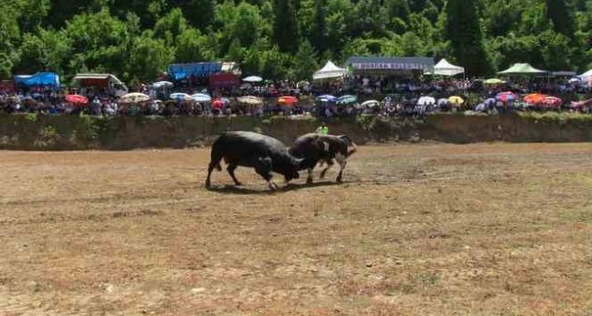 Boğa güreşleri nefes kesti.