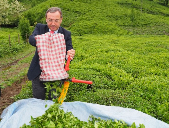 ÇAYKUR KAPASİTEYE ULAŞAMIYOR