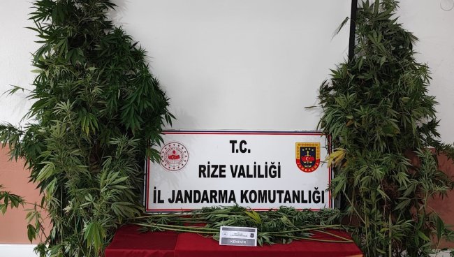 Jandarma dan uyuşturucu operasyonu