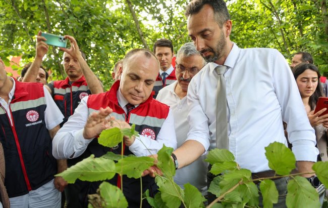 KOKARCAYA KARŞI SAMURAY ARISI