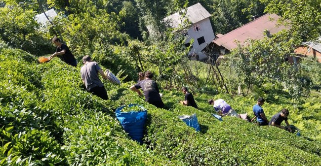 DEPLASMAN MASRAFLARI İÇİN SPORCULAR İLE ÇAY TOPLADILAR