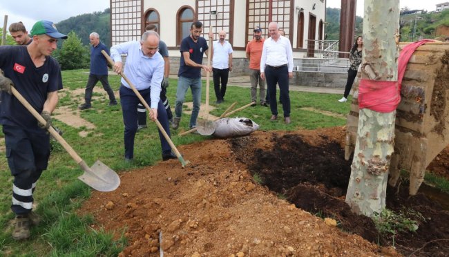 25 YAŞINDAKİ ÇİNAR AĞACI TOPRAKLA BULUŞTU