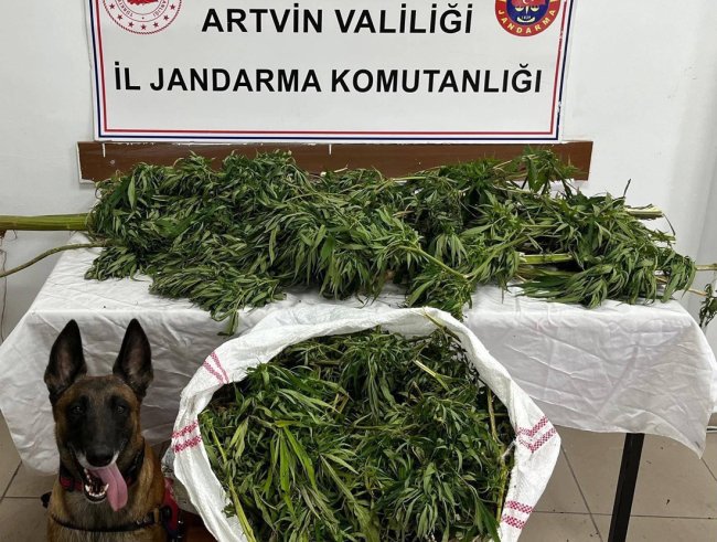 Artvin'de 16 kilo esrar yakalandı: 1 zanlı tutuklandı