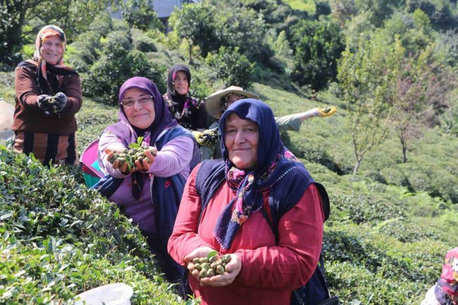 ÇAY HASADINI BİTİREN TOHUM HASADINA BAŞLADI