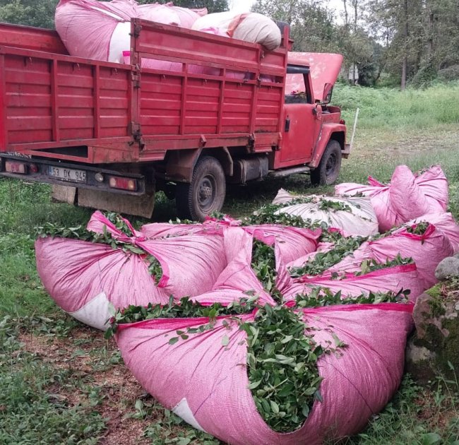 ÇAYKUR PAZAR GÜNÜ SEZONU KAPATIYOR