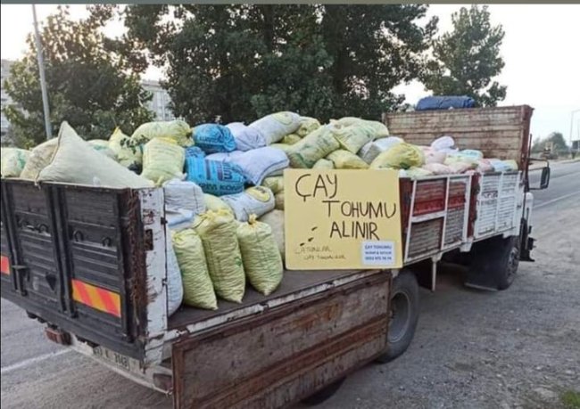 ÇAY TOHUMU DEĞER KAZANDI